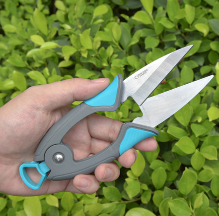 cut leavs of the herb snip