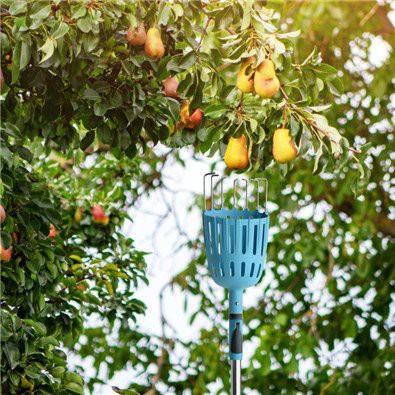Usage scene fruit picker pole with basket