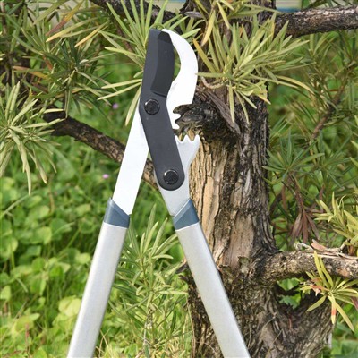 Geriausias įrankis genėjimo šakoms yra apėjimo žirklės